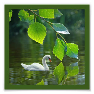 Eleganter Summer Swan Fotodruck