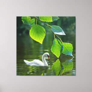 Eleganter Summer Swan Leinwanddruck