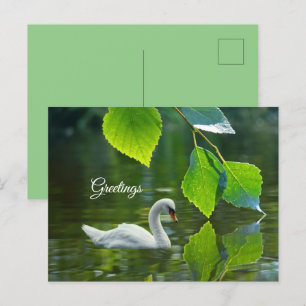Eleganter Summer Swan Postkarte