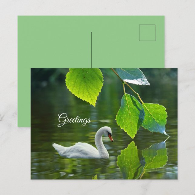 Eleganter Summer Swan Postkarte (Vorne/Hinten)