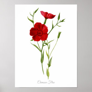 Eleganter Vintage-Botanikdruck Karmesinroter Lein Poster
