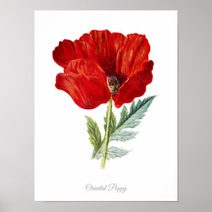 Eleganter Vintager botanischer Druck-orientalische Poster