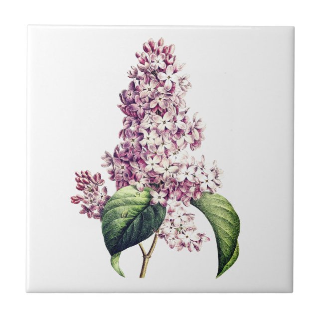 Eleganter Vintager botanischer Lila Lilac Blossom Fliese (Vorderseite)
