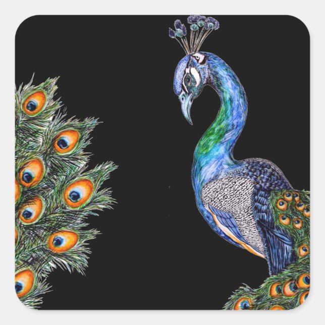 Eleganter Wasserfarbenpfau Quadratischer Aufkleber (Vorderseite)