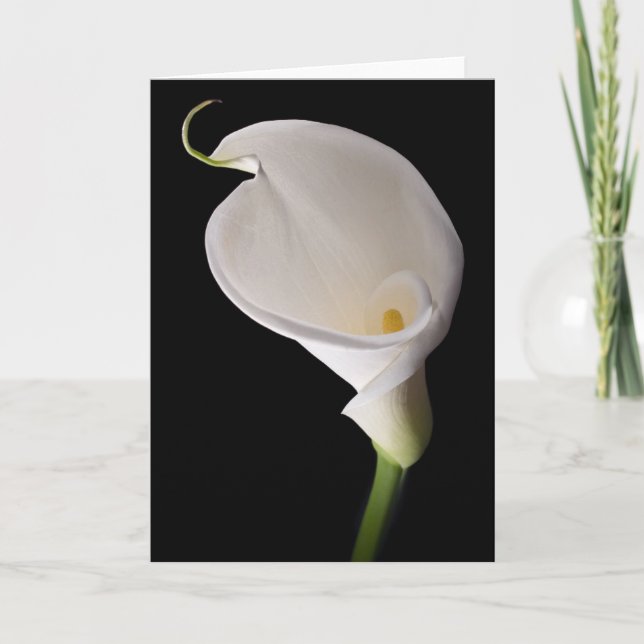 Eleganter weißer Calla Karte (Vorderseite)