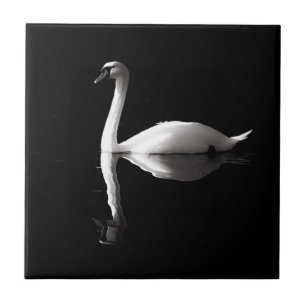 Eleganter weißer Schwan Reflektion am Schwarzen Se Fliese