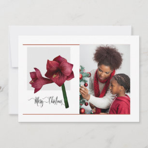 Elegantes 1 Foto mit Amaryllis Blume, Weihnachten