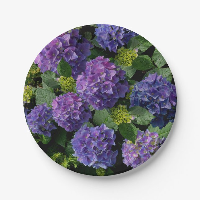 Elegantes blaues lila Magenta grünes Hydrangea Pappteller (Vorderseite)