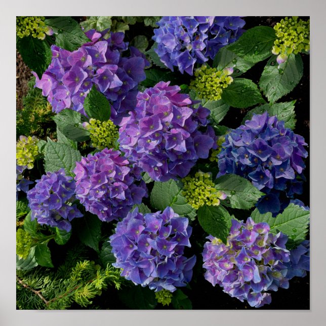 Elegantes blaues lila Magenta grünes Hydrangea Poster (Vorne)