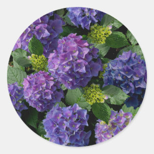 Elegantes blaues lila Magenta grünes Hydrangea Runder Aufkleber