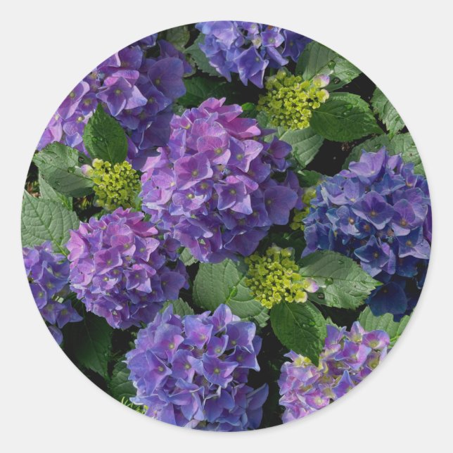 Elegantes blaues lila Magenta grünes Hydrangea Runder Aufkleber (Vorderseite)