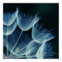 Elegantes Blue Dandalion Botanisches Makro Abstrak