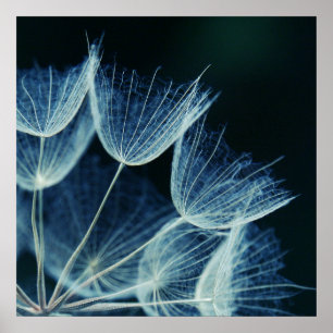 Elegantes Blue Dandalion Botanisches Makro Abstrak Poster