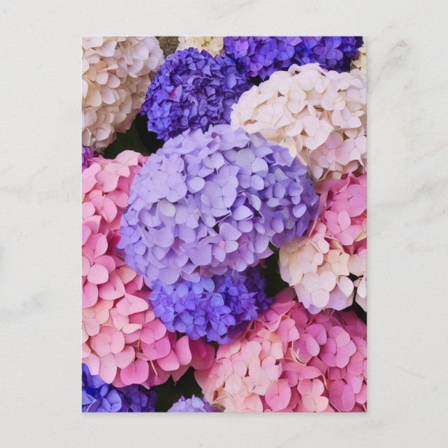Elegantes Blue Hydrangea-Blumenbild Postkarte (Vorderseite)