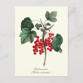 Elegantes Botanisches Vintages Redcurrant Berry Fr Postkarte