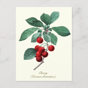 Elegantes botanisches Vintages süßes Kirschobst Postkarte