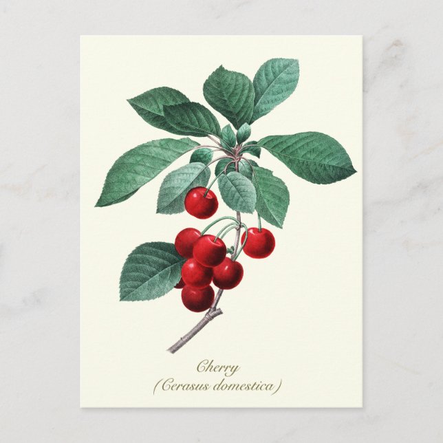 Elegantes botanisches Vintages süßes Kirschobst Postkarte (Vorderseite)