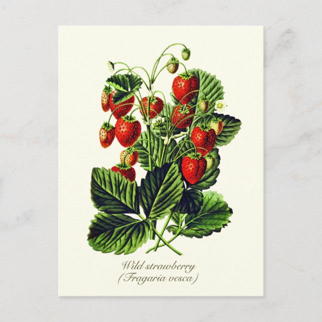 Elegantes botanisches Vintages Wildbeerobst Postkarte (Vorderseite)