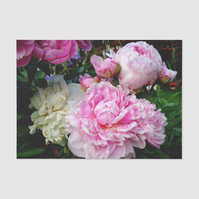 Elegantes Foto aus rosa, blühenden Pinien Seidenpapier (Vorderseite)