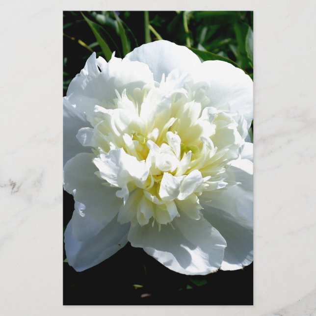 Elegantes Foto aus weißer Blume mit Blumen Briefpapier (Vorderseite)