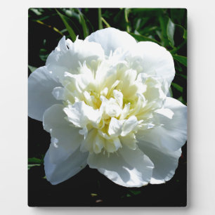 Elegantes Foto aus weißer Blume mit Blumen Fotoplatte