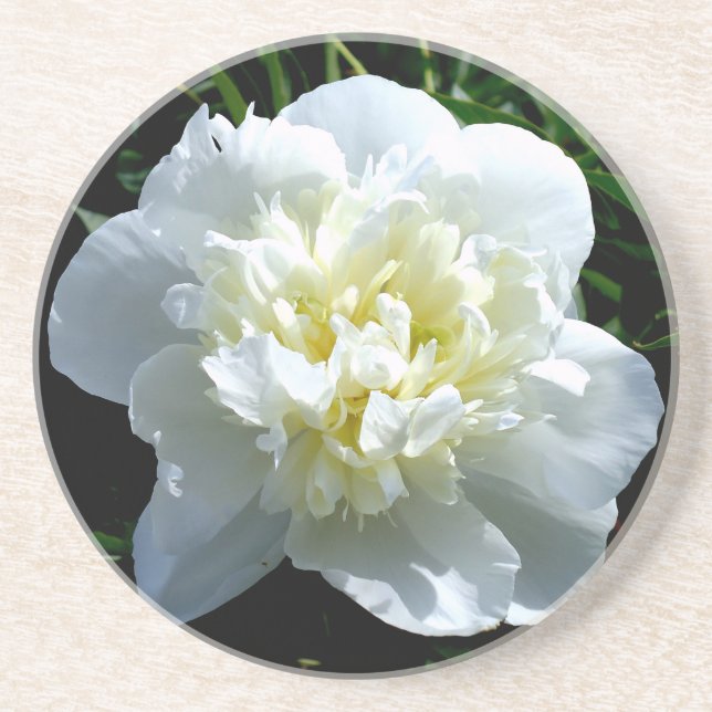Elegantes Foto aus weißer Blume mit Blumen Getränkeuntersetzer (Vorne)