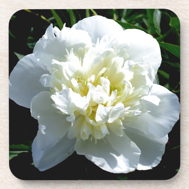 Elegantes Foto aus weißer Blume mit Blumen Untersetzer (Vorderseite)