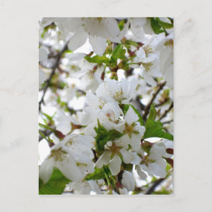 Elegantes Foto mit weißer Blüte Postkarte