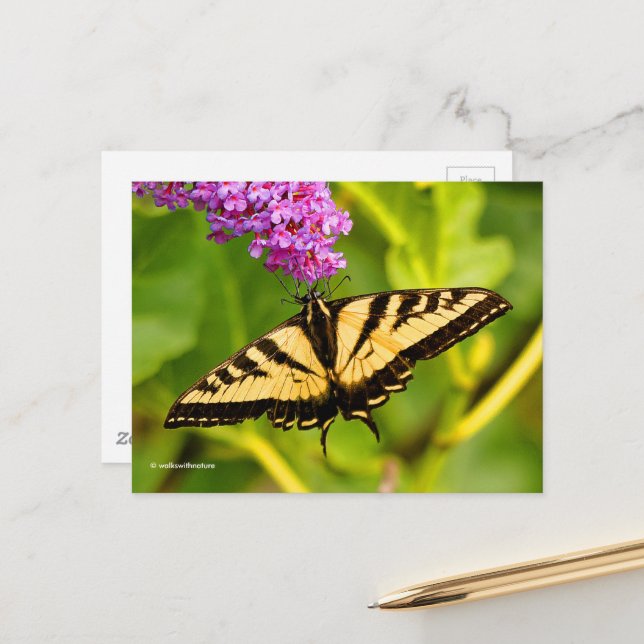 Elegantes Frack Butterfly über Butterfly Bush Postkarte (Vorderseite/Rückseite Beispiel)