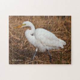 Elegantes Grosses Egret in den Reds