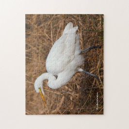Elegantes Grosses Egret in den Reds