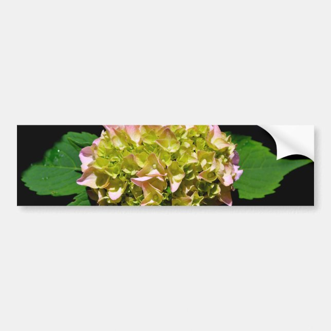 Elegantes, grünes, rosa grünes, blumengrünes Hydra Autoaufkleber (Vorne)