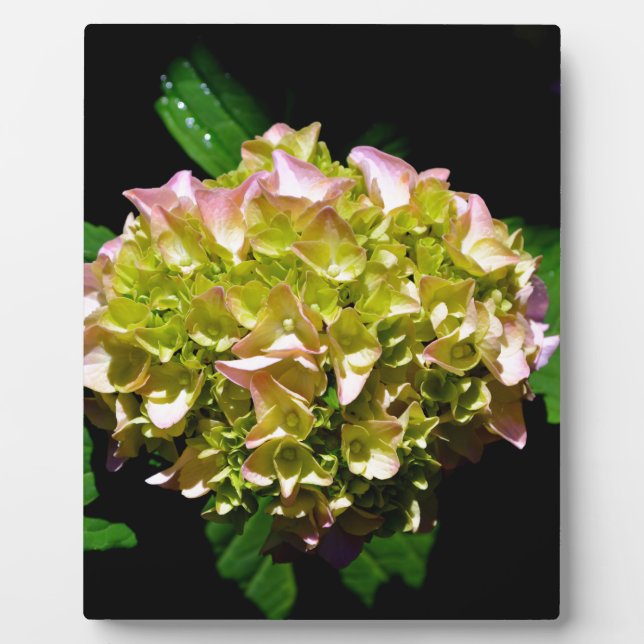 Elegantes, grünes, rosa grünes, blumengrünes Hydra Fotoplatte (Vorderseite)