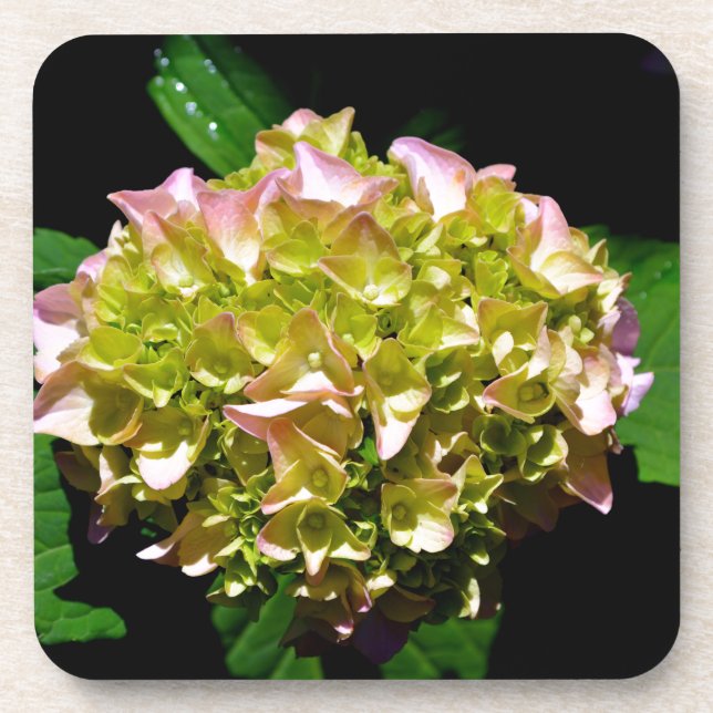 Elegantes, grünes, rosa grünes, blumengrünes Hydra Getränkeuntersetzer (Vorderseite)