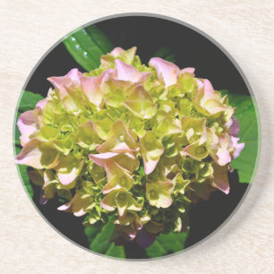 Elegantes, grünes, rosa grünes, blumengrünes Hydra Sandstein Untersetzer