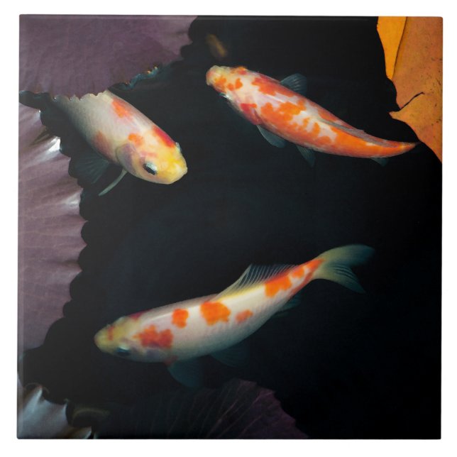 Elegantes koi drei im Wasserlilienteich Fliese (Vorderseite)