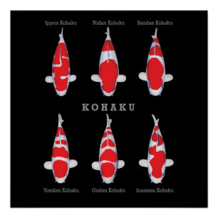 Elegantes Koi-Fisch-Plakat – Zeitloser & Künstleri Poster