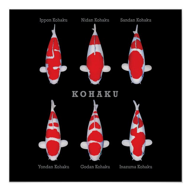 Elegantes Koi Fish Poster - Zeitloser und künstler (Vorderseite)