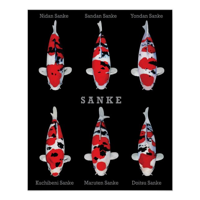 Elegantes Koi Fish Poster - Zeitloser und künstler (Vorderseite)