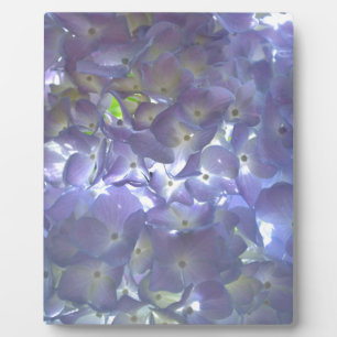 Elegantes, lila, blumengeschmücktes lila Hydrangea Fotoplatte