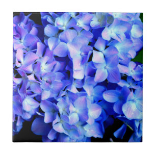 Elegantes lila Magenta Blumenhydrangea Fliese