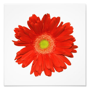 Elegantes Orange Daisy Foto Print
