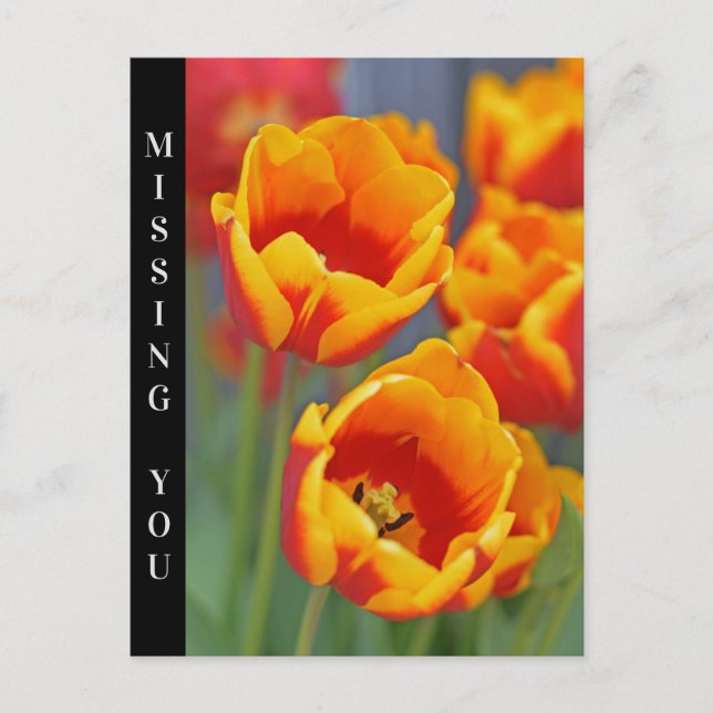 Elegantes Portrait der Blume Gelb und Rot Tulip Postkarte (Vorderseite)
