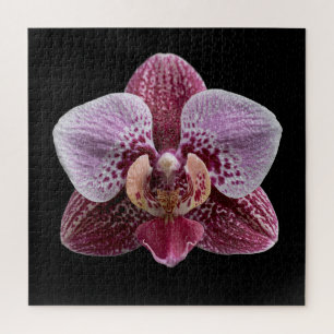 Elegantes Poster der botanischen Orchideensammlung