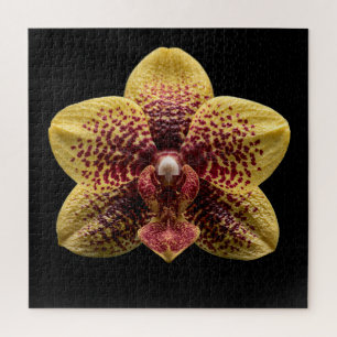 Elegantes Poster der botanischen Orchideensammlung