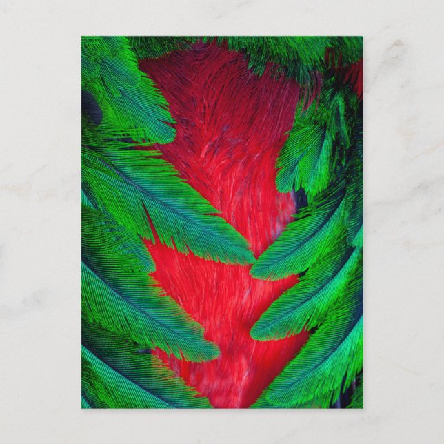 Elegantes Quetzal-Federdesign Postkarte (Vorderseite)
