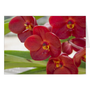 Elegantes Red Orchids Foto