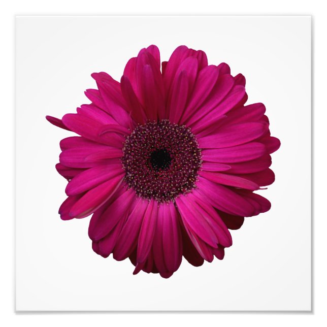 Elegantes Rosa Gerbera Daisy Foto Print (Vorne)
