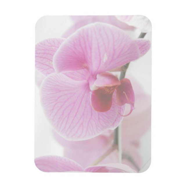 Elegantes rosa Orchid-Foto Magnet (Vertikal)
