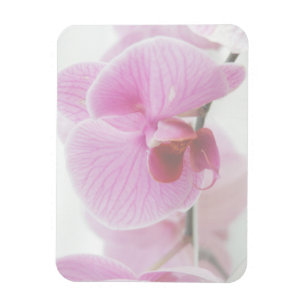 Elegantes rosa Orchideen-Foto Magnet